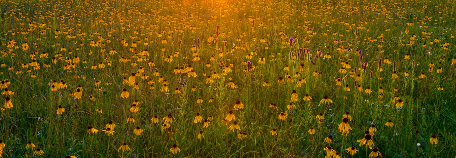 Field of wild flowers