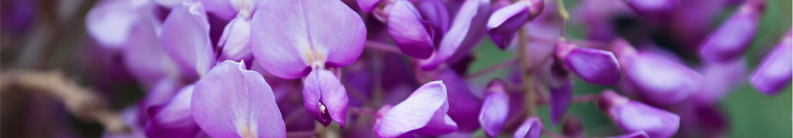 Purple flowers