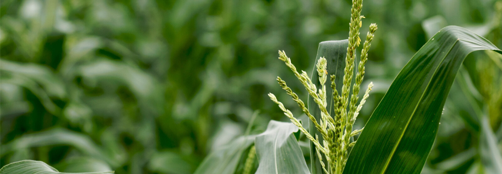 Close up of corn tassel in field