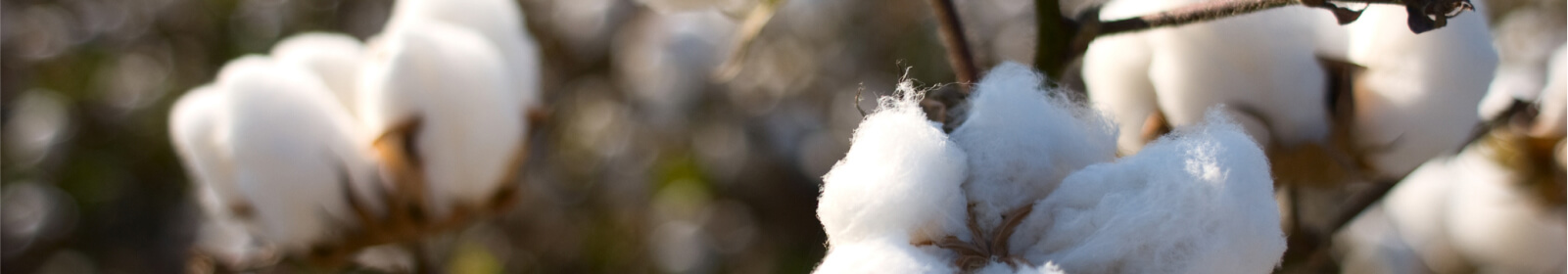 Cotton plant