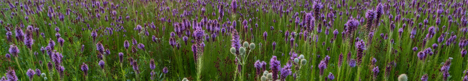 Field of purple flowers