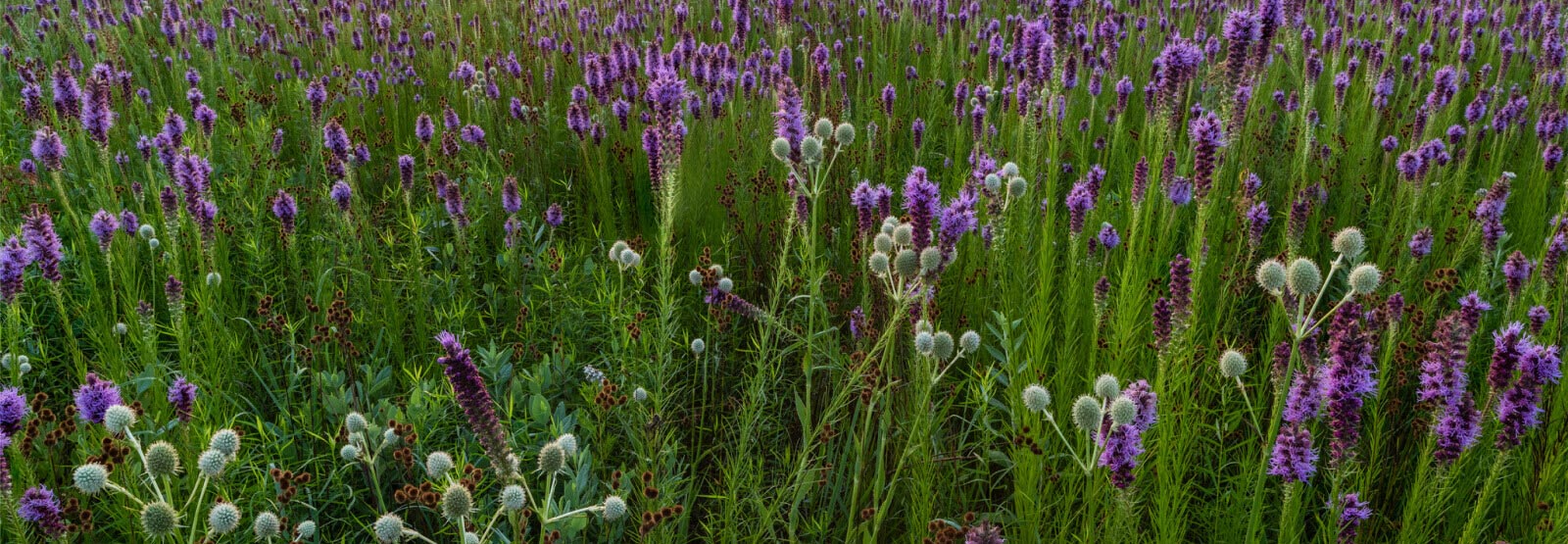 Looking into a field of purple flowers and greenery