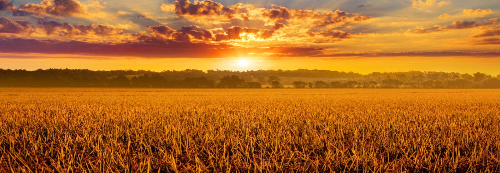 Sunset over a rice field