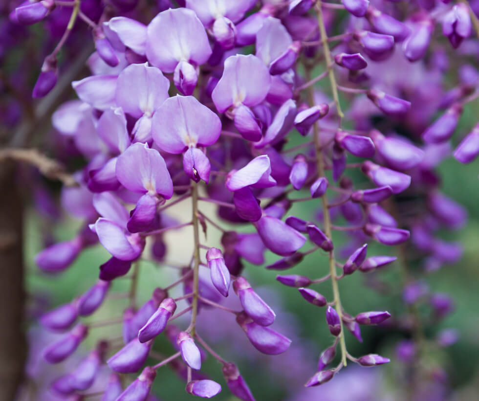 Purple flowers